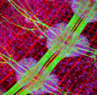 Illustration for article titled Remarkable Nikon Small World Microscope Photography Winners